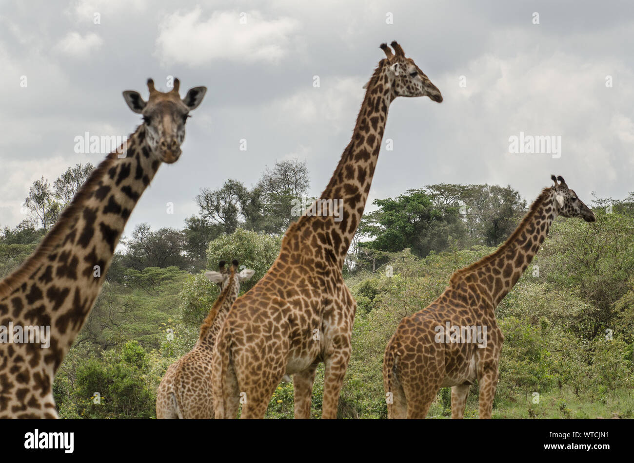 Giraffa, Giraffa camelopardalis reticulata, Giraffidae, Nairobi National Park, Kenya, Africa Stock Photo