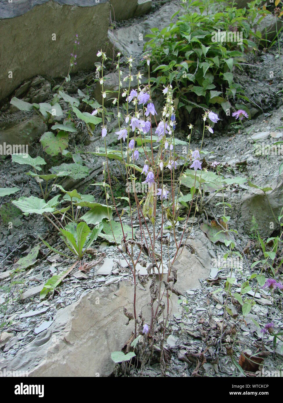 Campanula alpina. Beautiful purple flowers deep in the mountains Stock Photo
