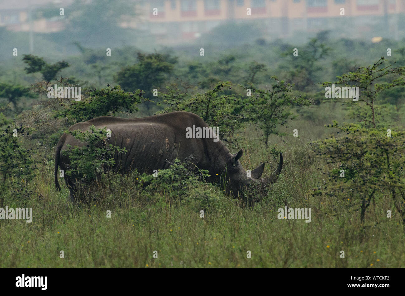 Black Rhino, Dicero bicornis, Rhinocerotidae, Nairobi National Park, Kenya, Africa Stock Photo