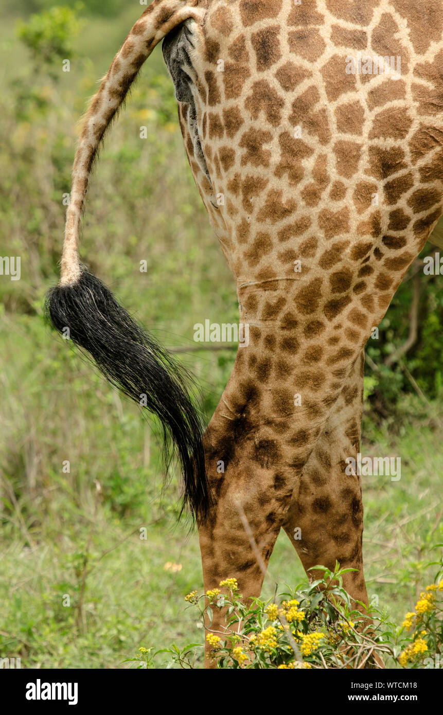 Giraffa, Giraffa camelopardalis reticulata, Giraffidae, Nairobi National Park, Kenya, Africa Stock Photo
