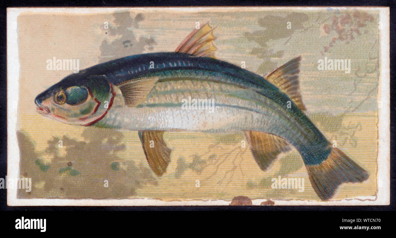 Color lithograph of mullet. The mullets or grey mullets are a family (Mugilidae) of ray-finned fish found worldwide in coastal temperate and tropical Stock Photo