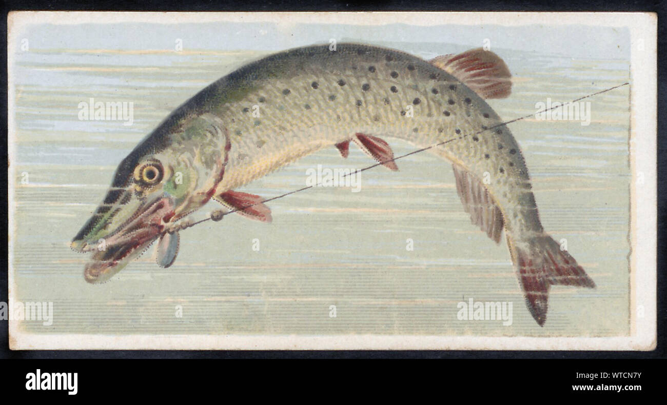 Color lithograph of the muskellunge (Esox masquinongy), also known as muskelunge, muscallonge, milliganong, or maskinonge (and often abbreviated 'musk Stock Photo