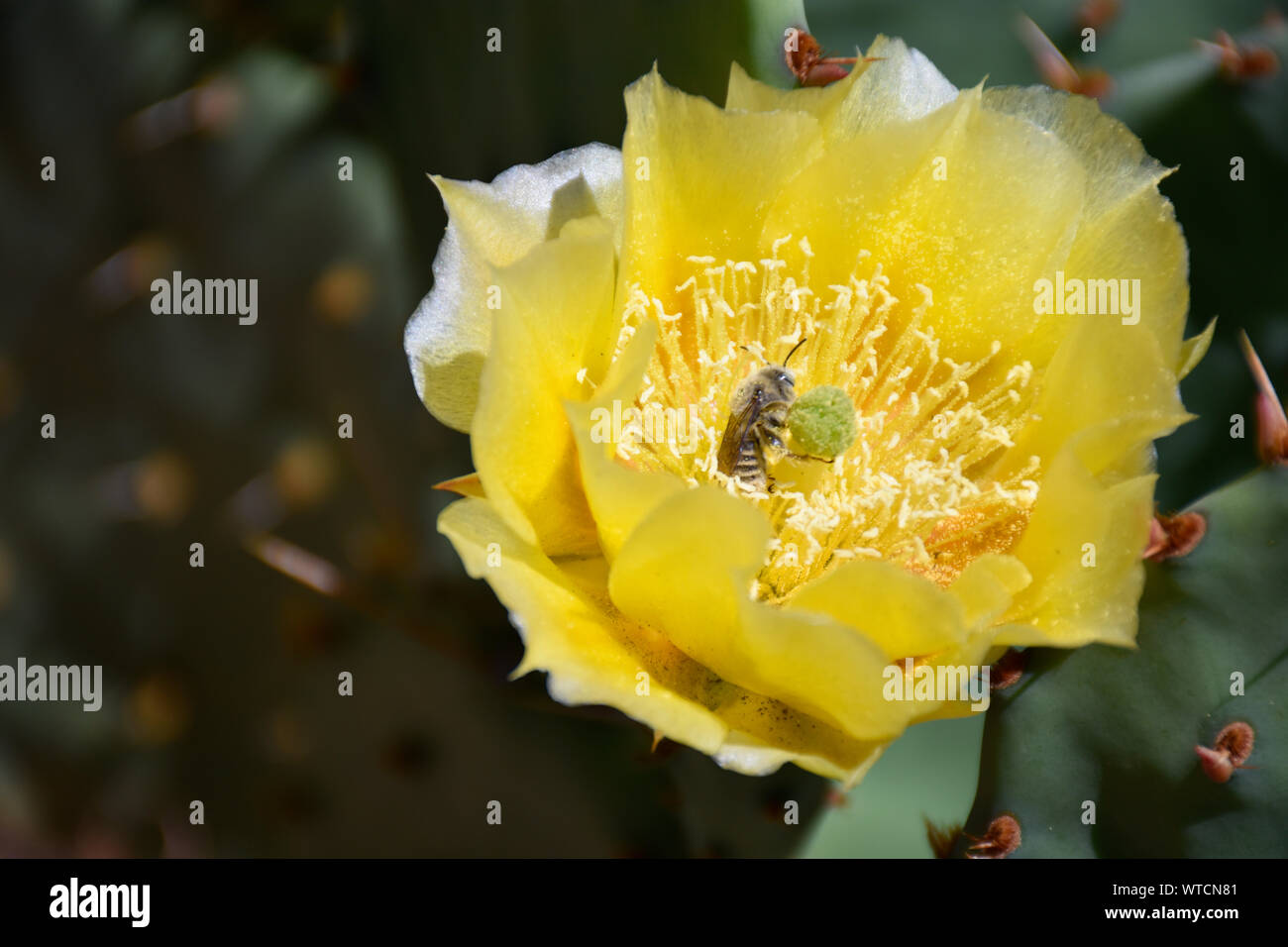 Engelmann's Prickly Pear Cactus Blossoms Photographed in early summer at the Botanical Gardens in New Mexico Stock Photo