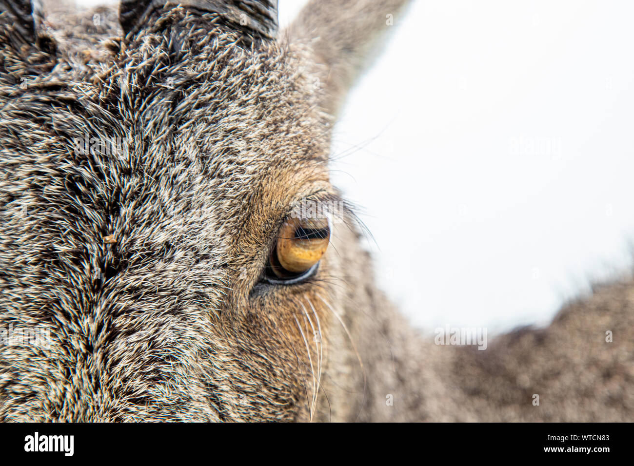 Indian endemic species animals hi-res stock photography and images - Alamy Indian endemic species animals hi-res stock photography and images - Alamy