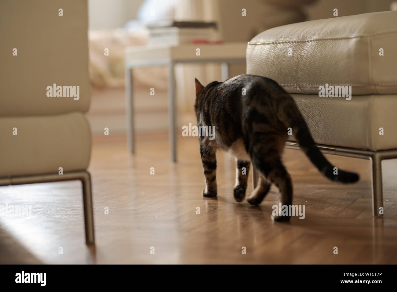Beautiful Short Hair Cat Walking Into Bedroom At Home Stock Photo Alamy beautiful-short-hair-cat-walking-into-bedroom-at-home-stock-photo-alamy