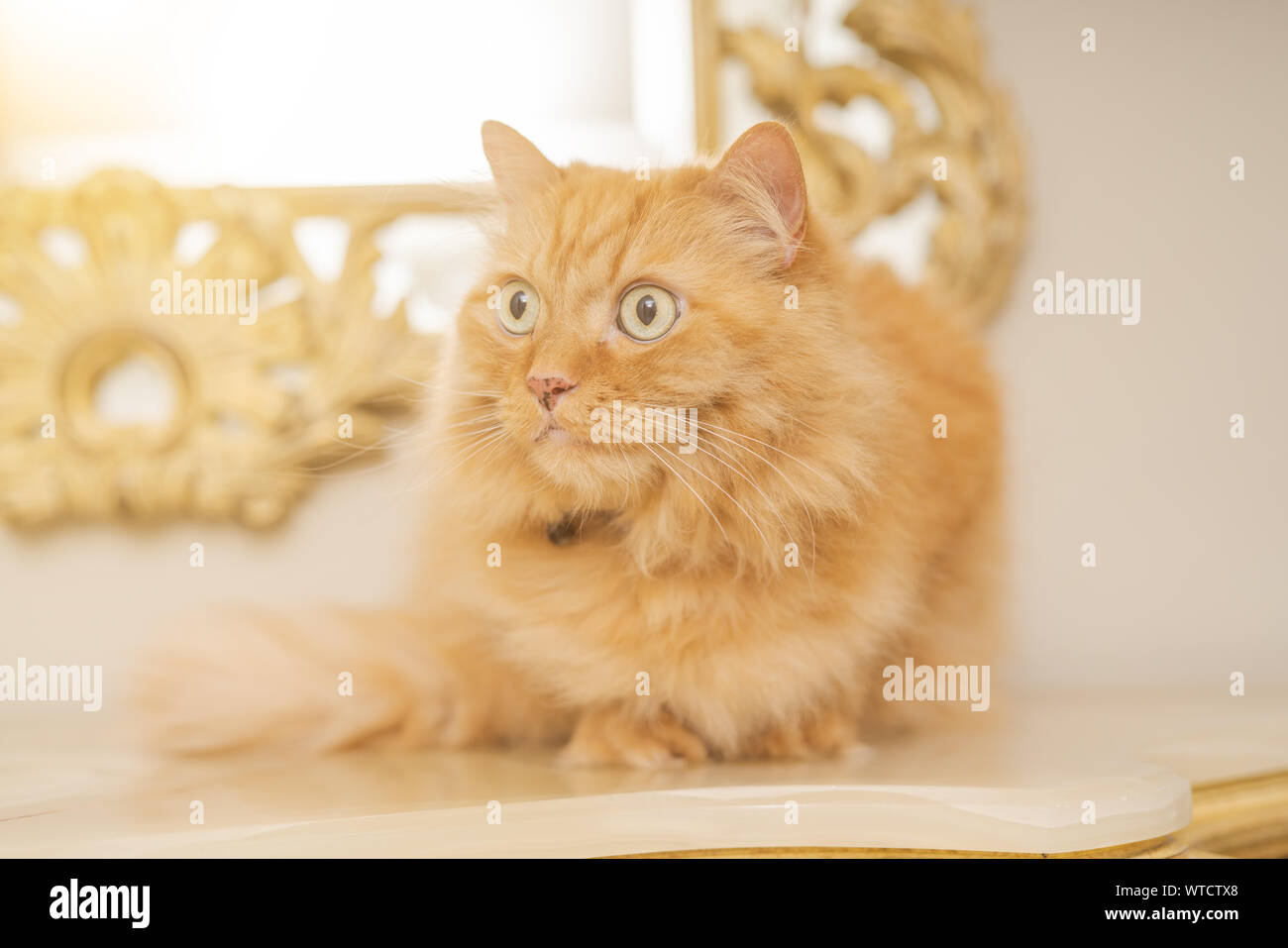 Beautiful Ginger Long Hair Cat Sitting On Table At Home Stock