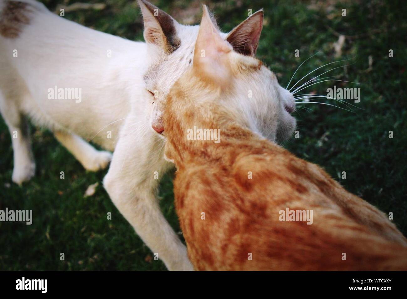 Cat rubbing head hires stock photography and images Alamy