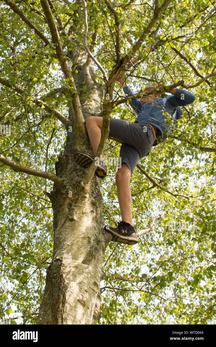 teenage boy climbing a tree up in its branches Stock Photo