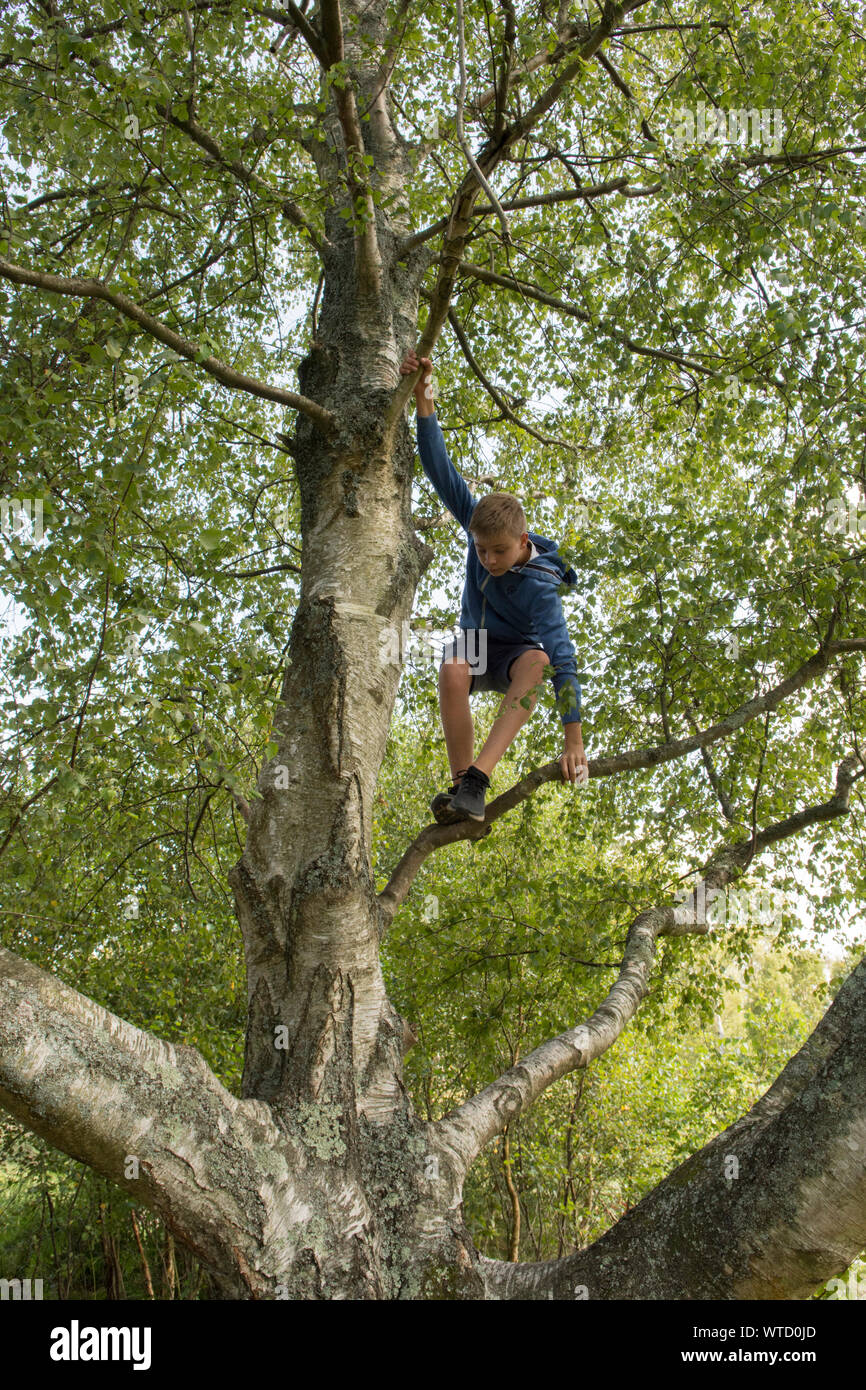 teenage boy climbing a tree up in its branches Stock Photo Alamy