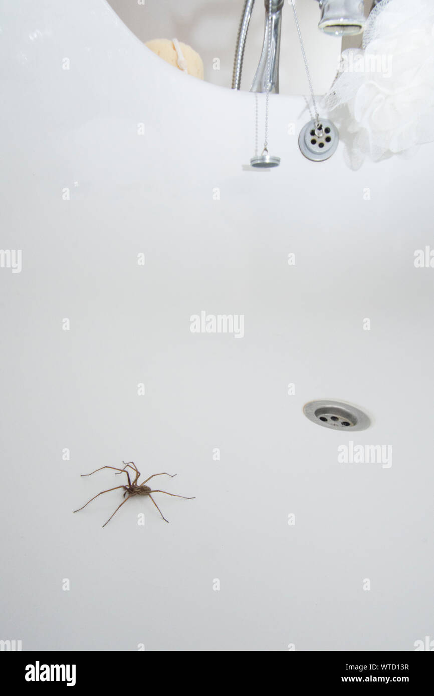 Large spider in a bath hires stock photography and images Alamy