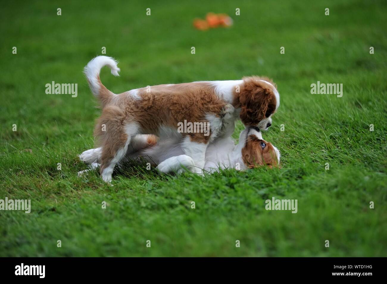 are puppies playful