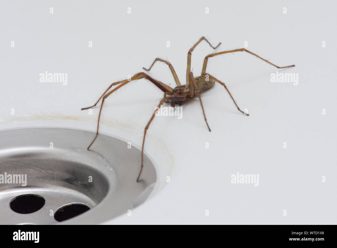 Giant House Spider in bath next to plug hole, Eratigena atrica Stock Photo