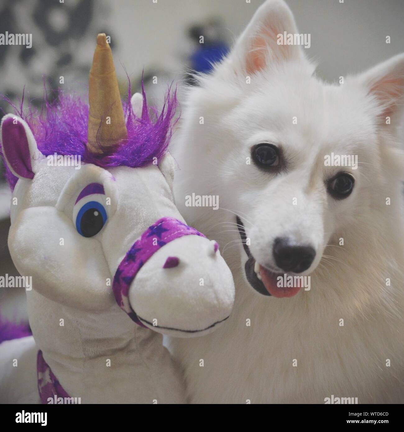 american eskimo stuffed animal