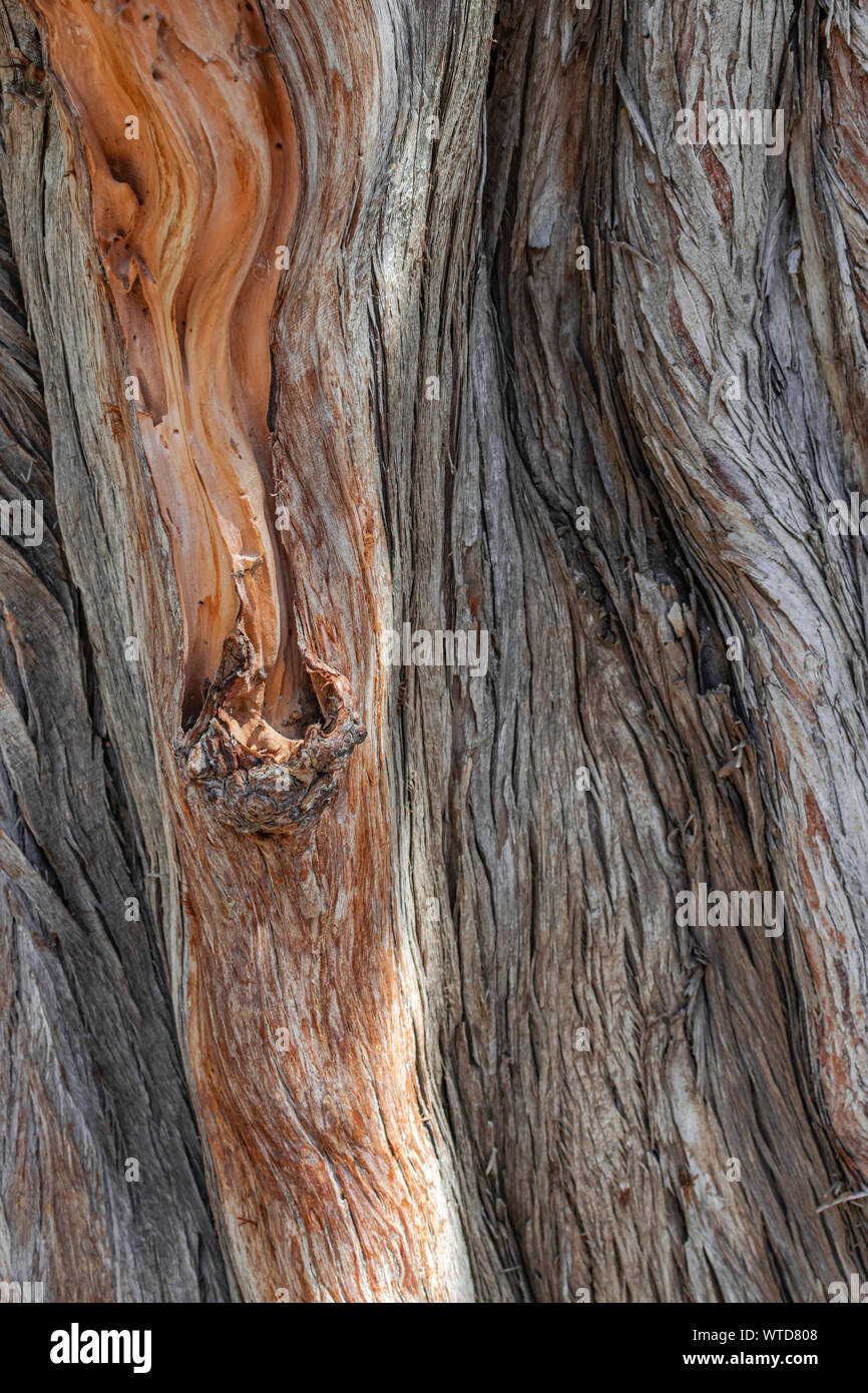 Mexican cypress (Cupressus benthamii), tree trunk texture, close view Stock Photo