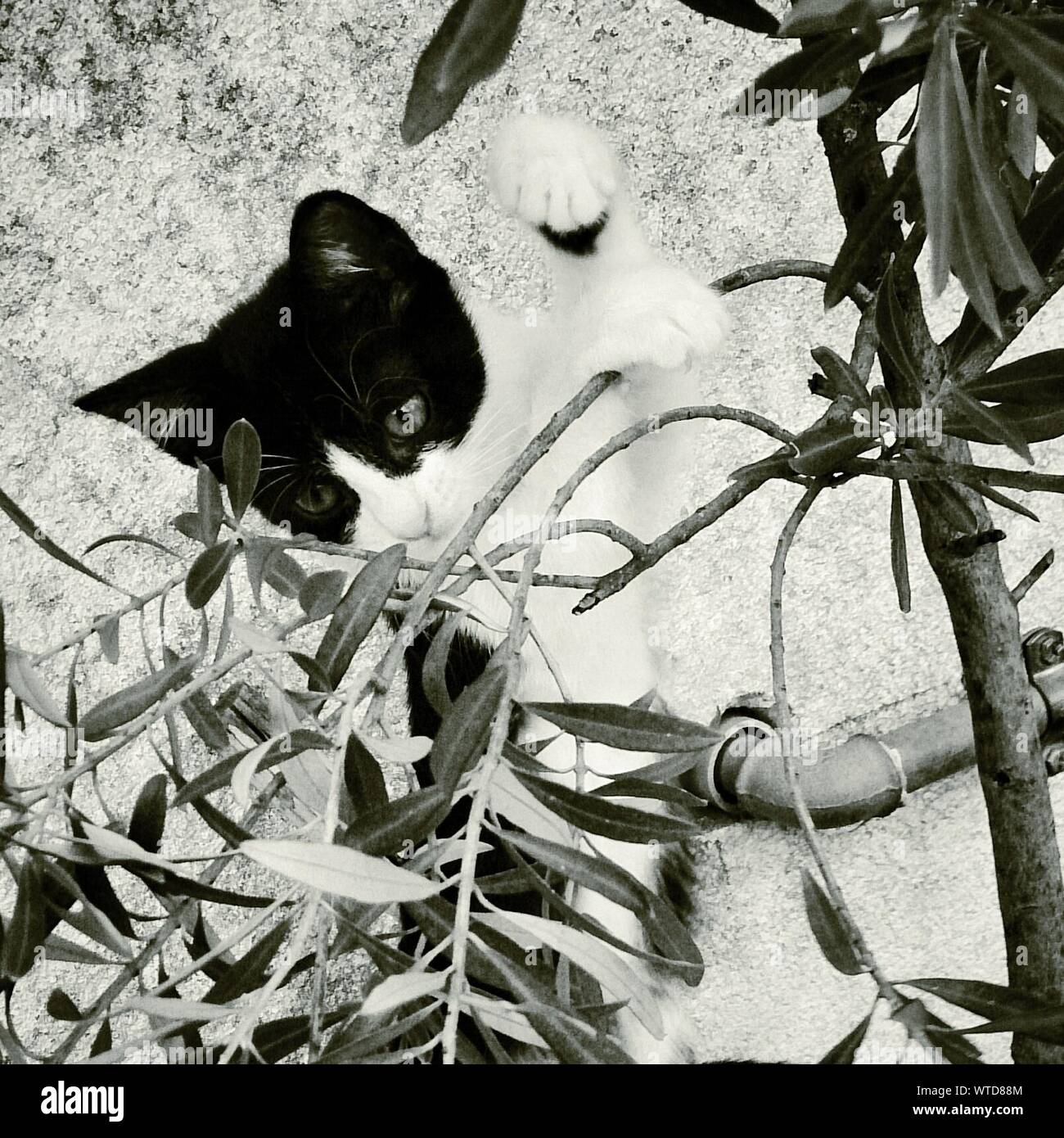 Close-up Of Curious Cat Staring At Plant Against Wall Stock Photo