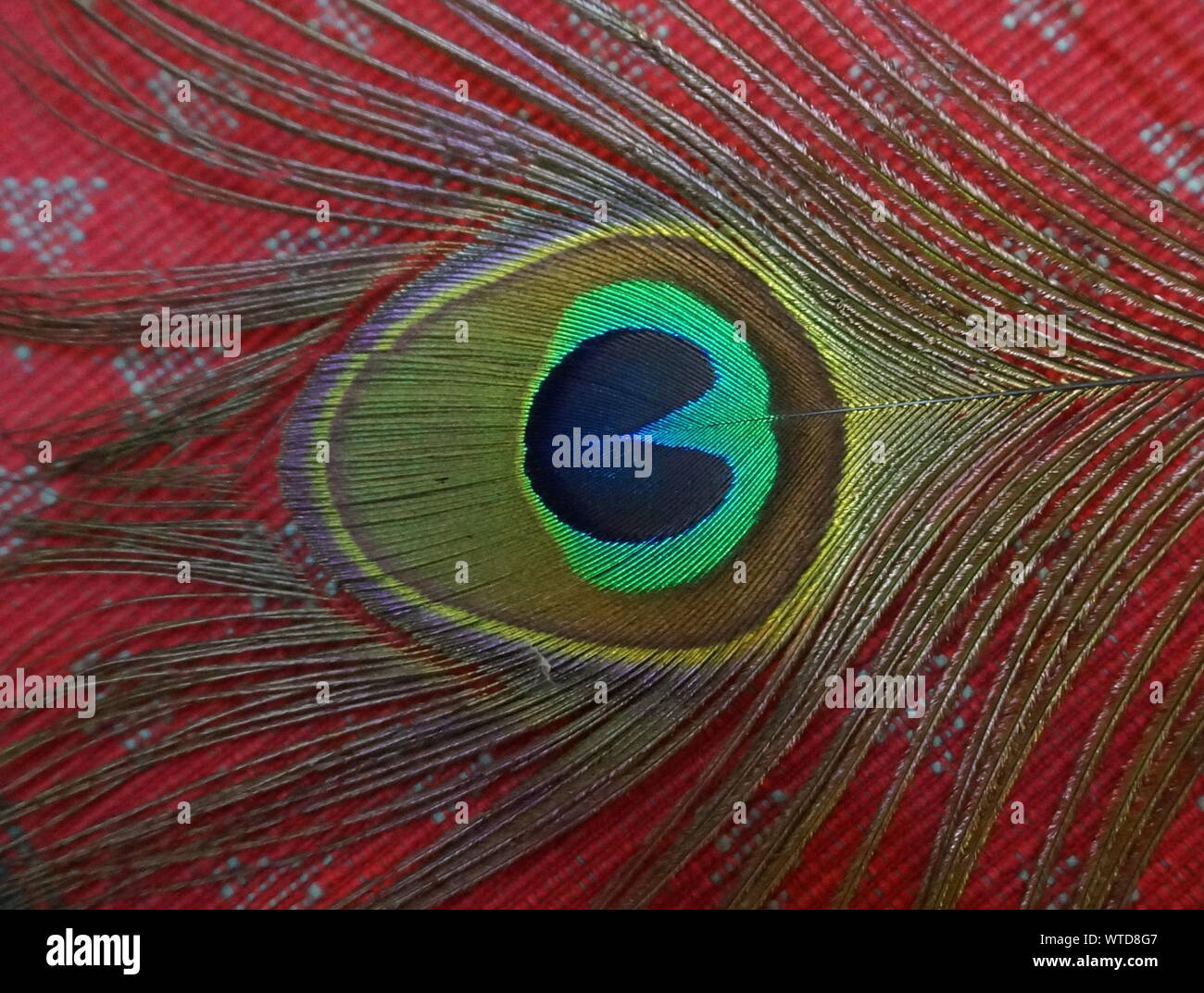 Feather bed hires stock photography and images Alamy