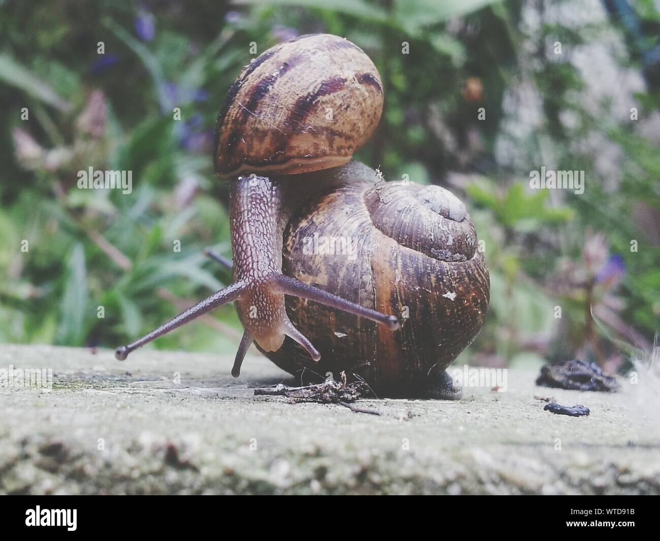 Snails On The Rock High Resolution Stock Photography and Images Alamy