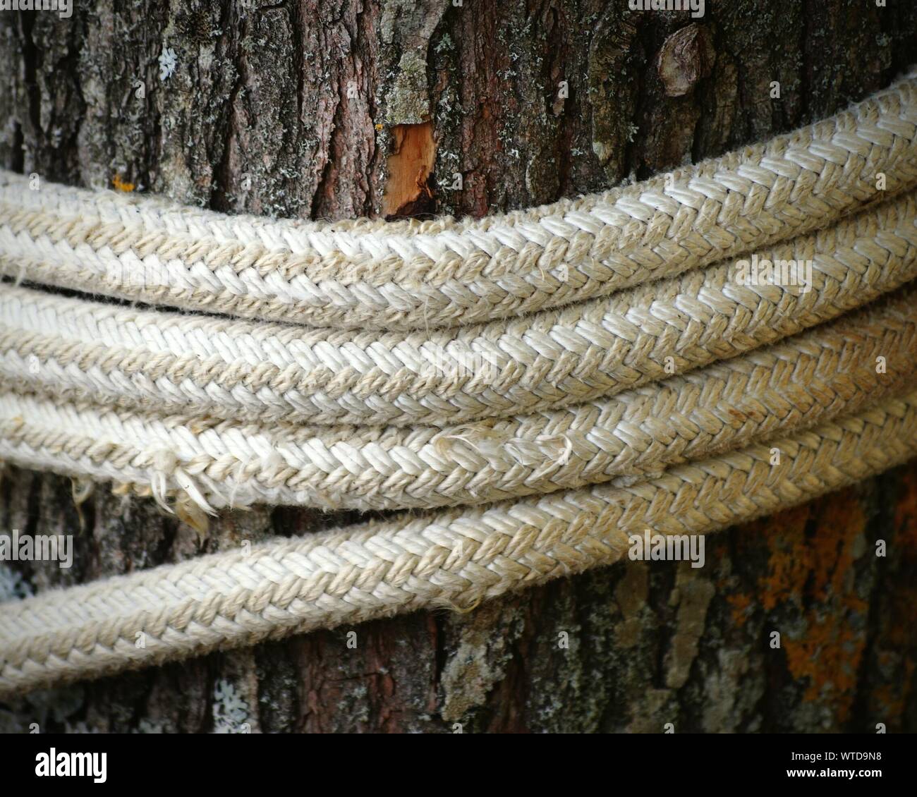 Braided trunk hi-res stock photography and images - Alamy