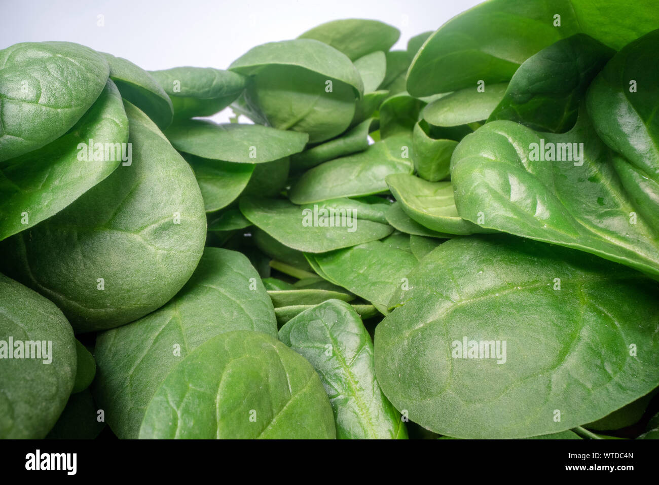 Macro shot of green spinach leafs. Bunch of spinach vegetable leafs