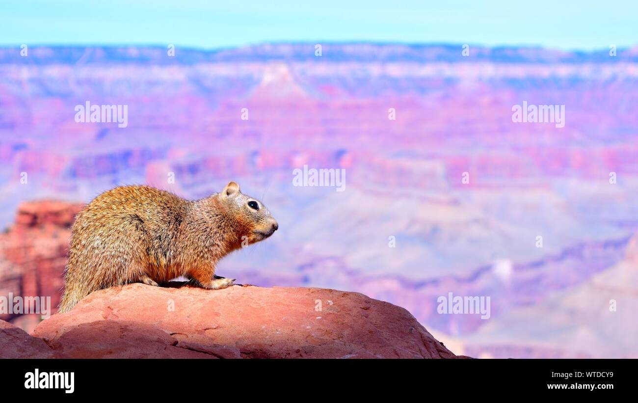 Squirrel On Rock Formation At Grand Canyon National Park Stock Photo