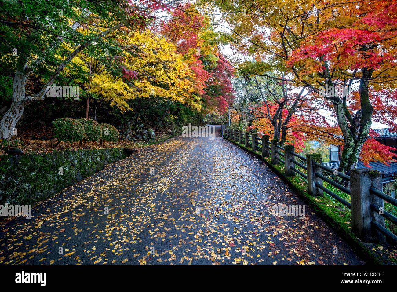 Autumn-colored trees and autumn leaves on the street, Takayama, Japan Stock Photo