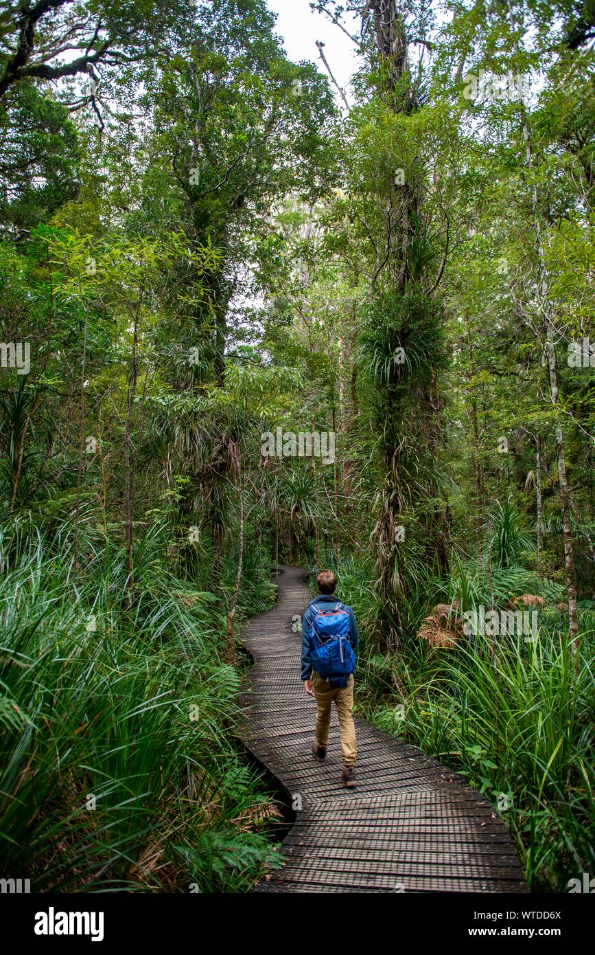 Young man on hiking trail in Kauri Forest, Kauri Walks, Waipoua Forest, Northland, North Island, New Zealand Stock Photo