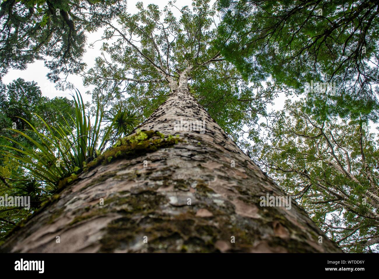 Giant Agathis australis (Agathis australis), worm's-eye view, Waipoua Forest, Northland, North Island, New Zealand Stock Photo