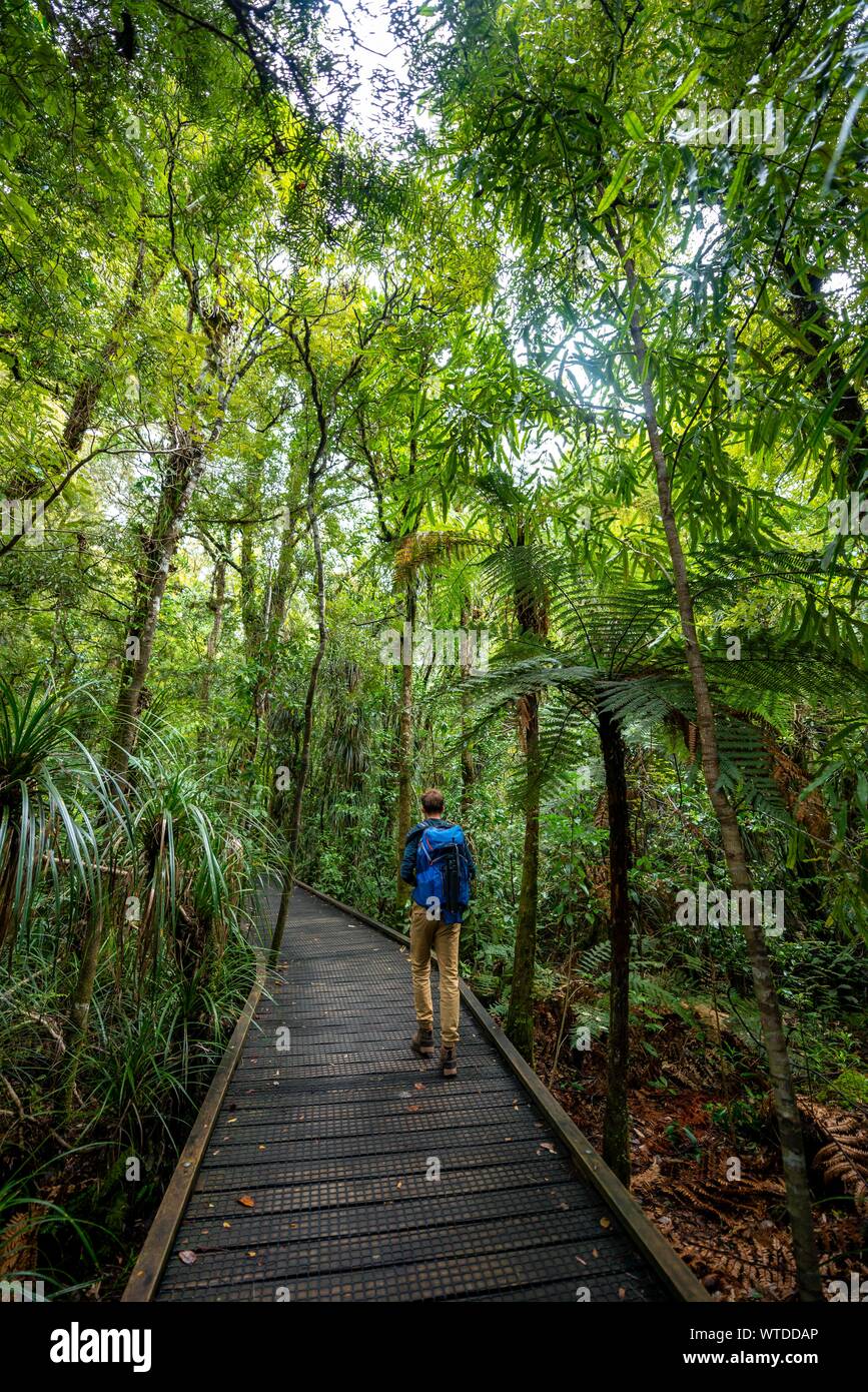 Young man on hiking trail in Kauri Forest, Kauri Walks, Waipoua Forest, Northland, North Island, New Zealand Stock Photo