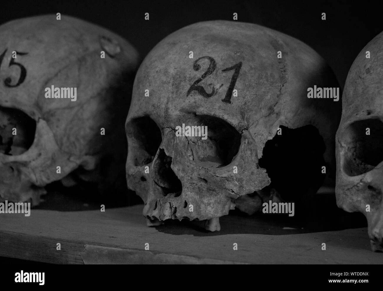 A picture of a numbered skull on display in the Pompeii visitor center. Stock Photo