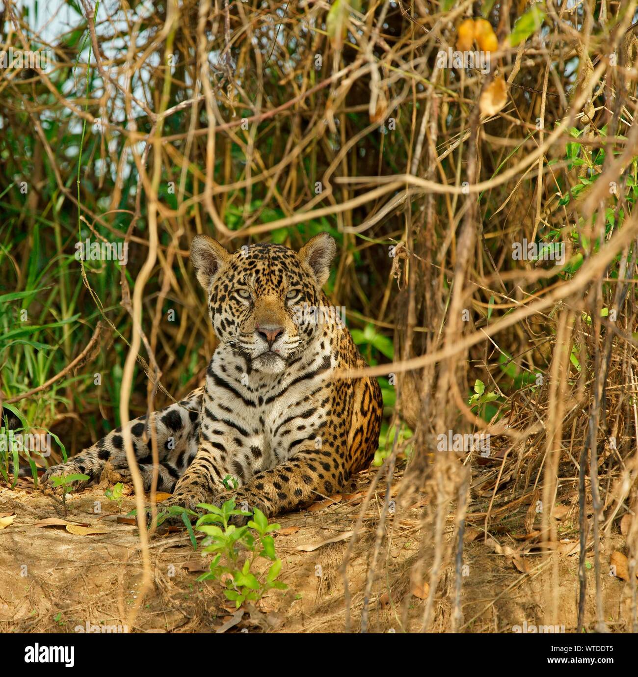 Jaguar Panthera Onca Sits In Dense Vegetation On The Riverbank Pantanal Mato Grosso Brazil 4842