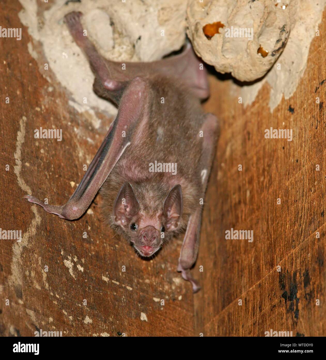 white vampire bat