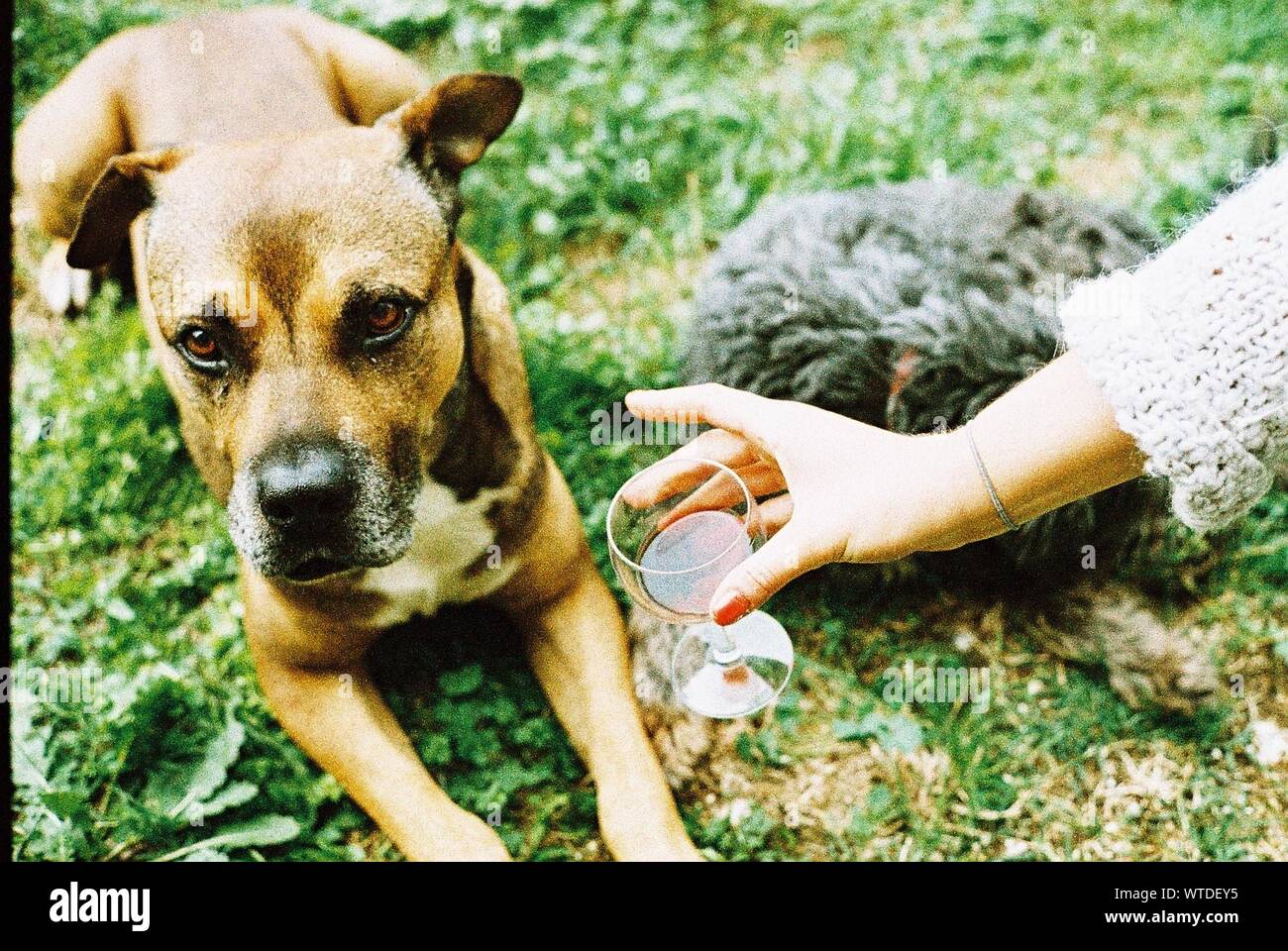Two Dogs Resting On Grass Offered A Drink Stock Photo