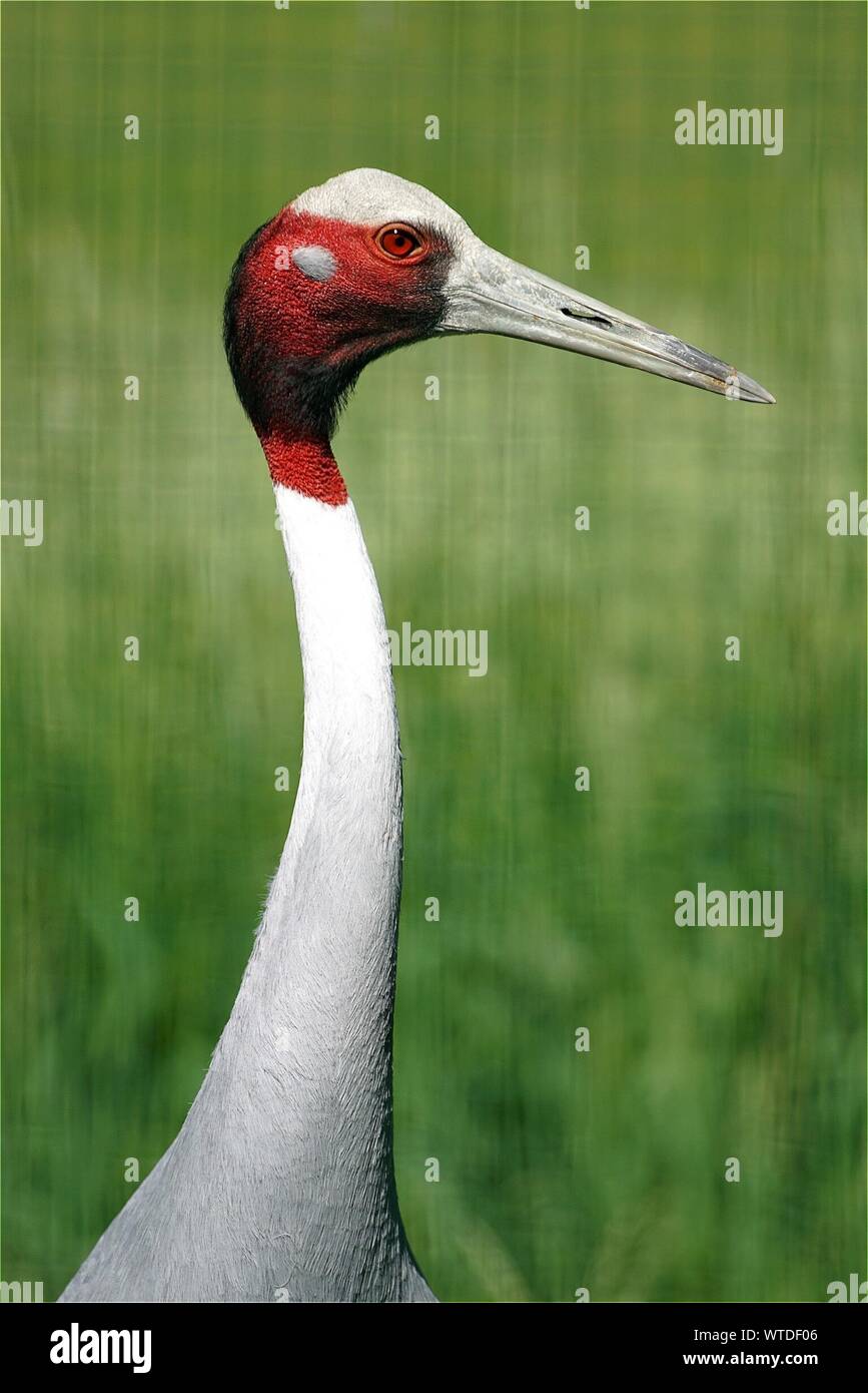 Long beak crane bird hires stock photography and images Alamy