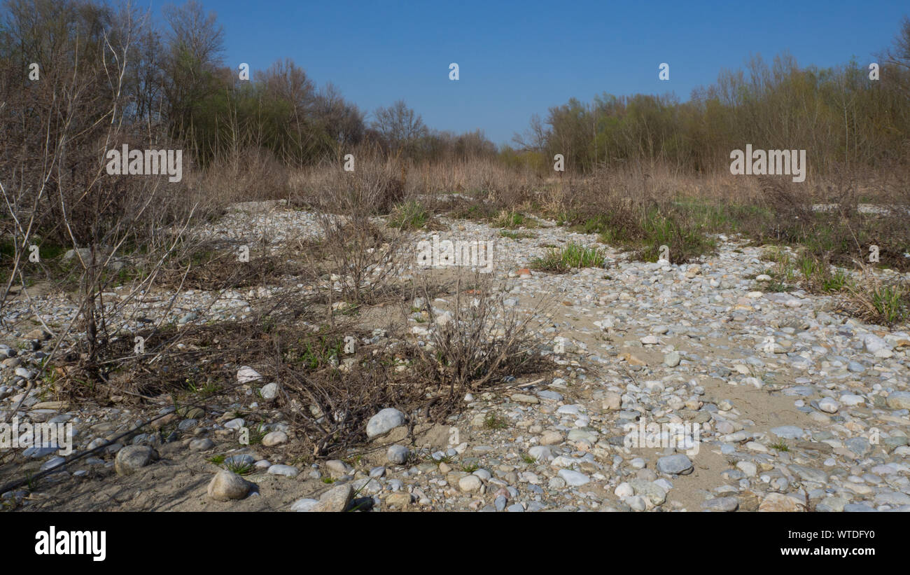 Dry floodplain forest in spring Stock Photo