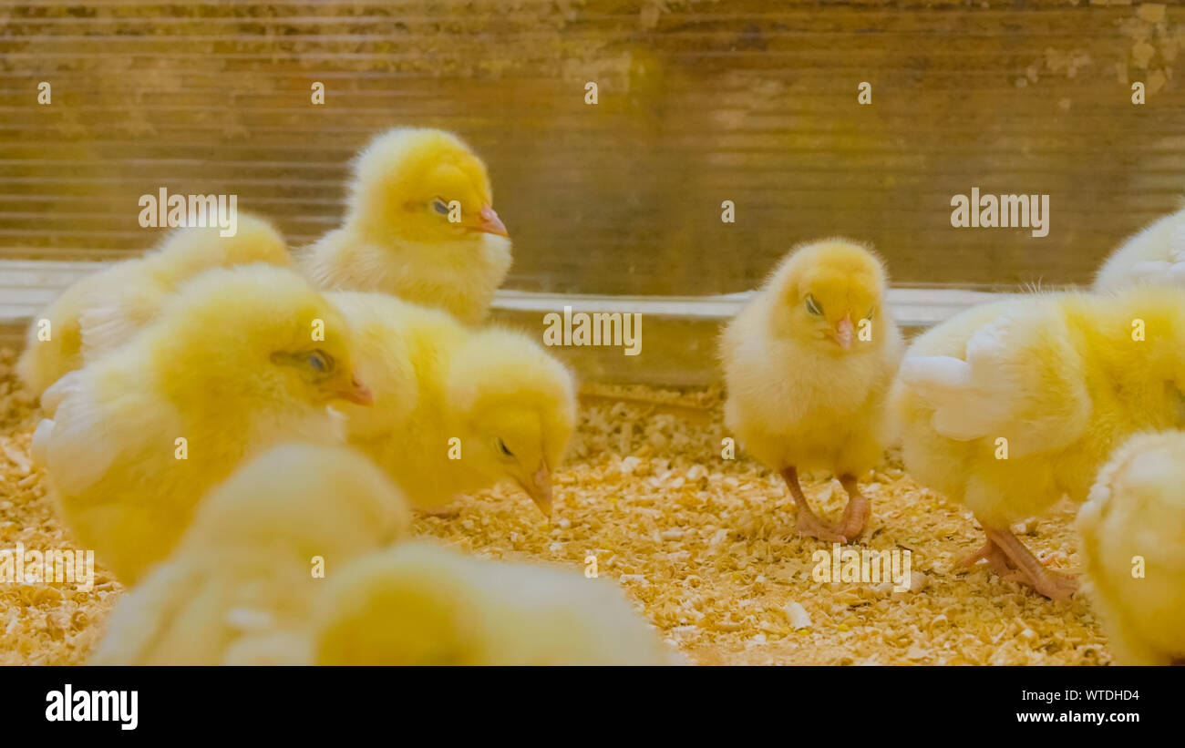 Group of baby chickens on farm Stock Photo Alamy