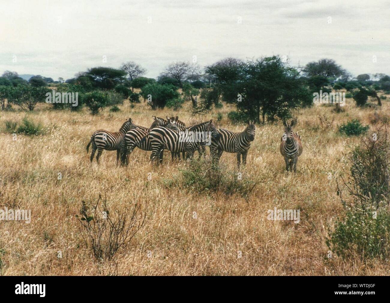 Side View Of Zebras At Masai Mara National Reserve Stock Photo