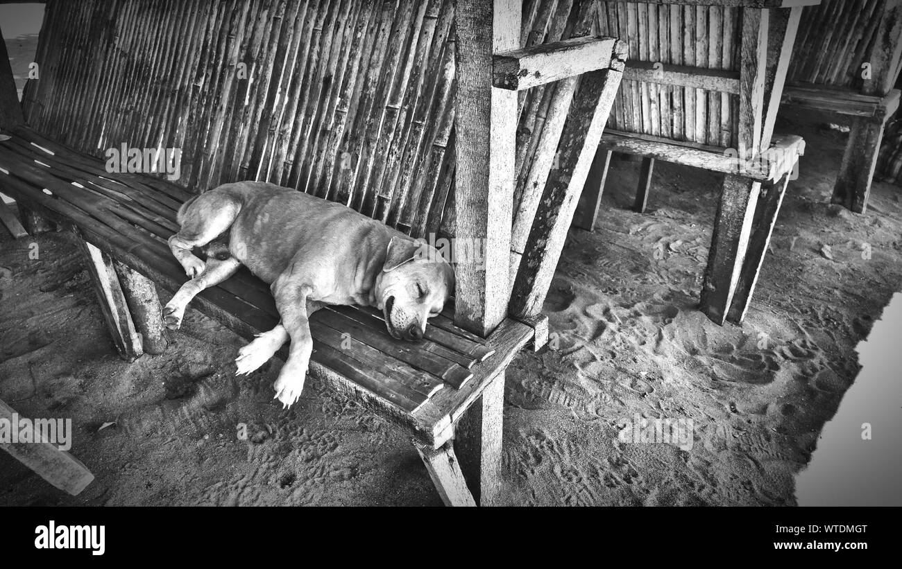 Dog Sleeping Bench High Resolution Stock Photography and Images - Alamy