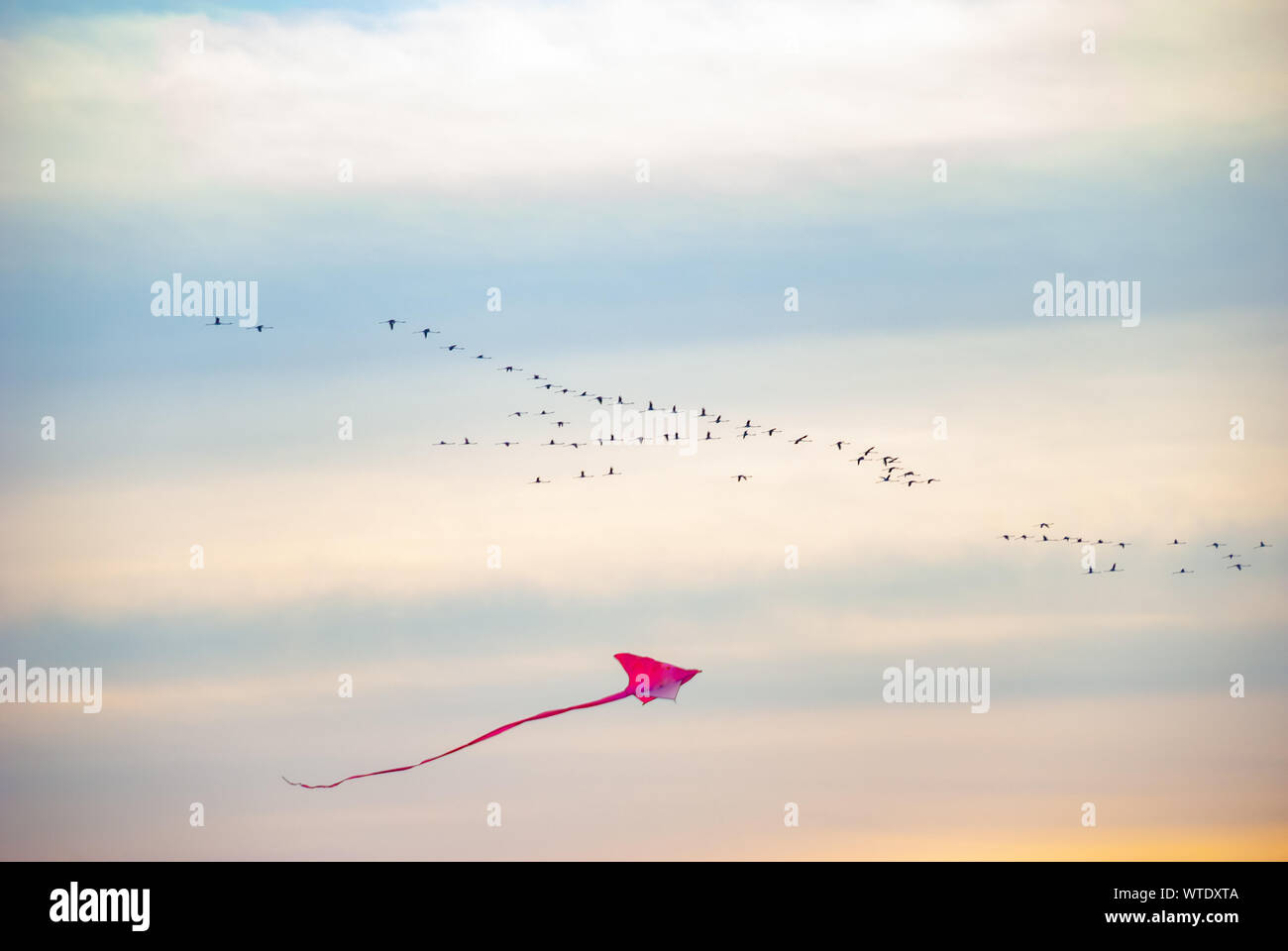 Kite and Flamingo Birds Flying Stock Photo