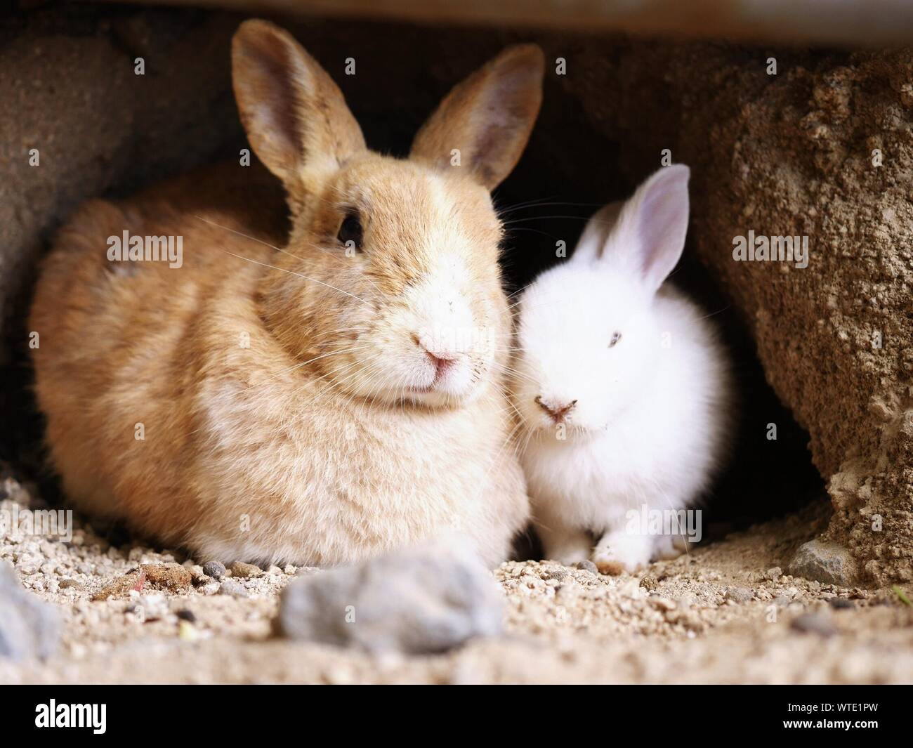 Two rabbits rock hi-res stock photography and images - Alamy