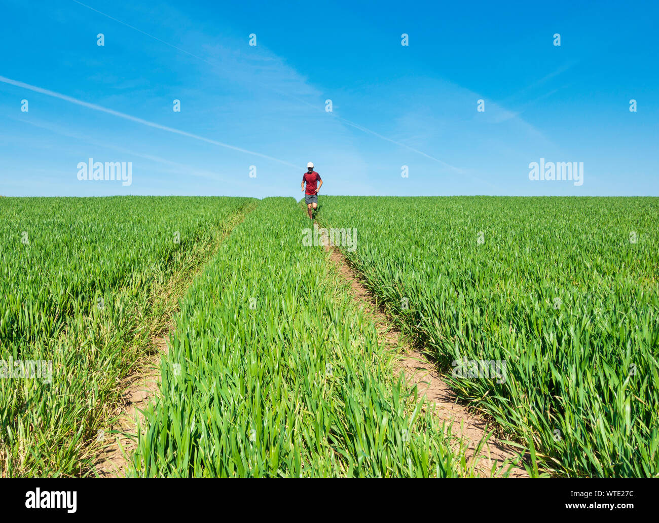 Man running on track through Wheat field. UK Stock Photo