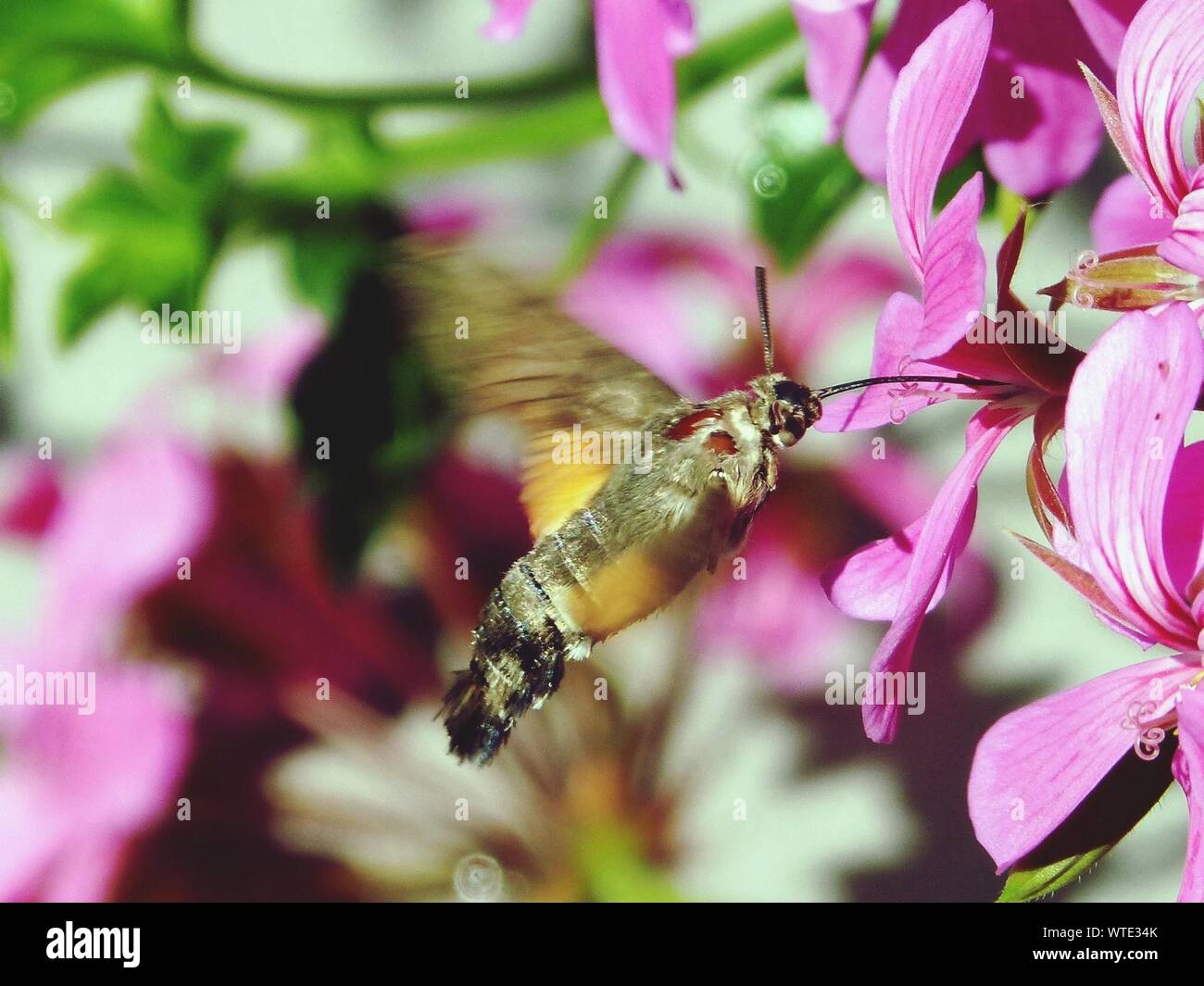 Bee Sucking Nectar Of Pink Flower Stock Photo