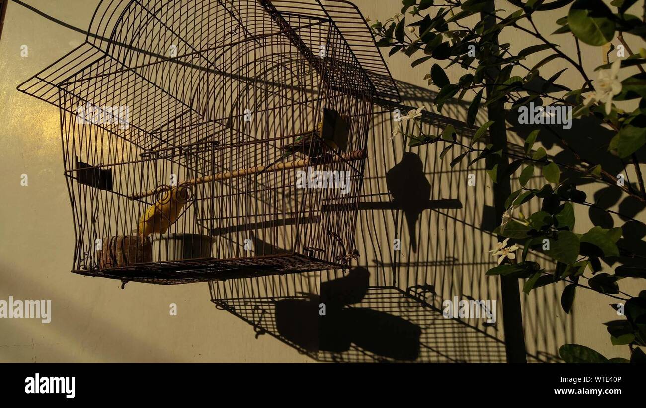 Birds In Bird Cages Hanging Outside Stock Photo Alamy