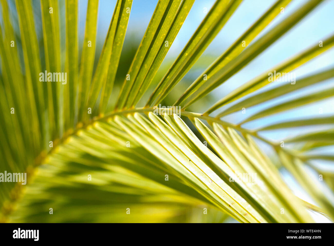 Up close palm tree leaves hi-res stock photography and images - Alamy
