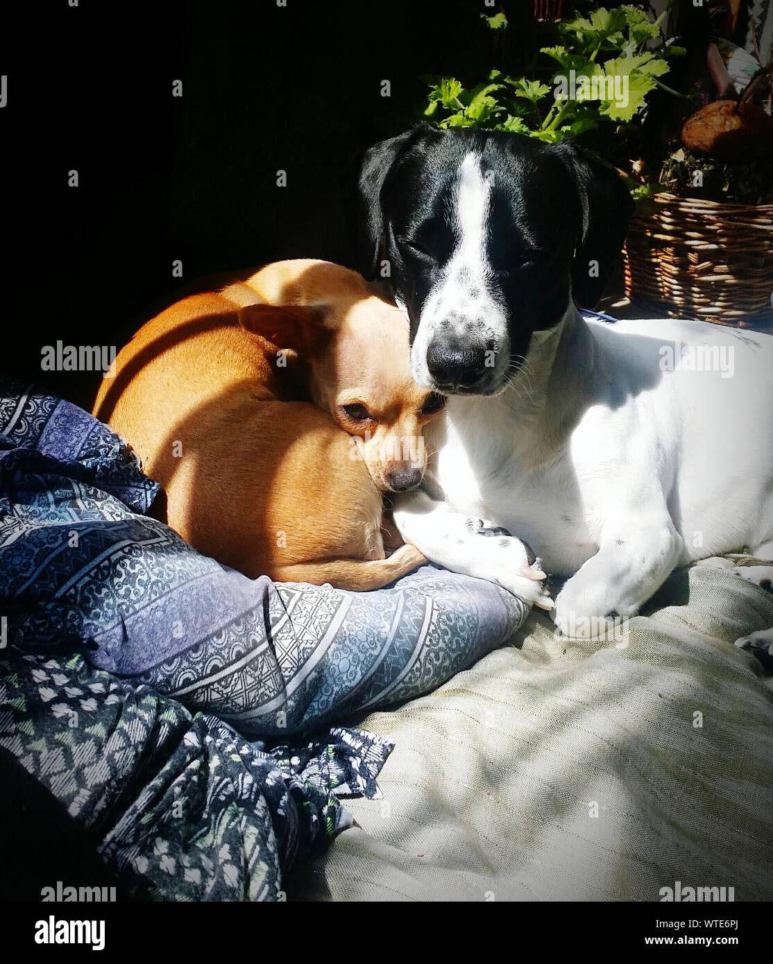 Close-up Of Dogs Resting On Doggie Beds In The Sunlight Stock Photo