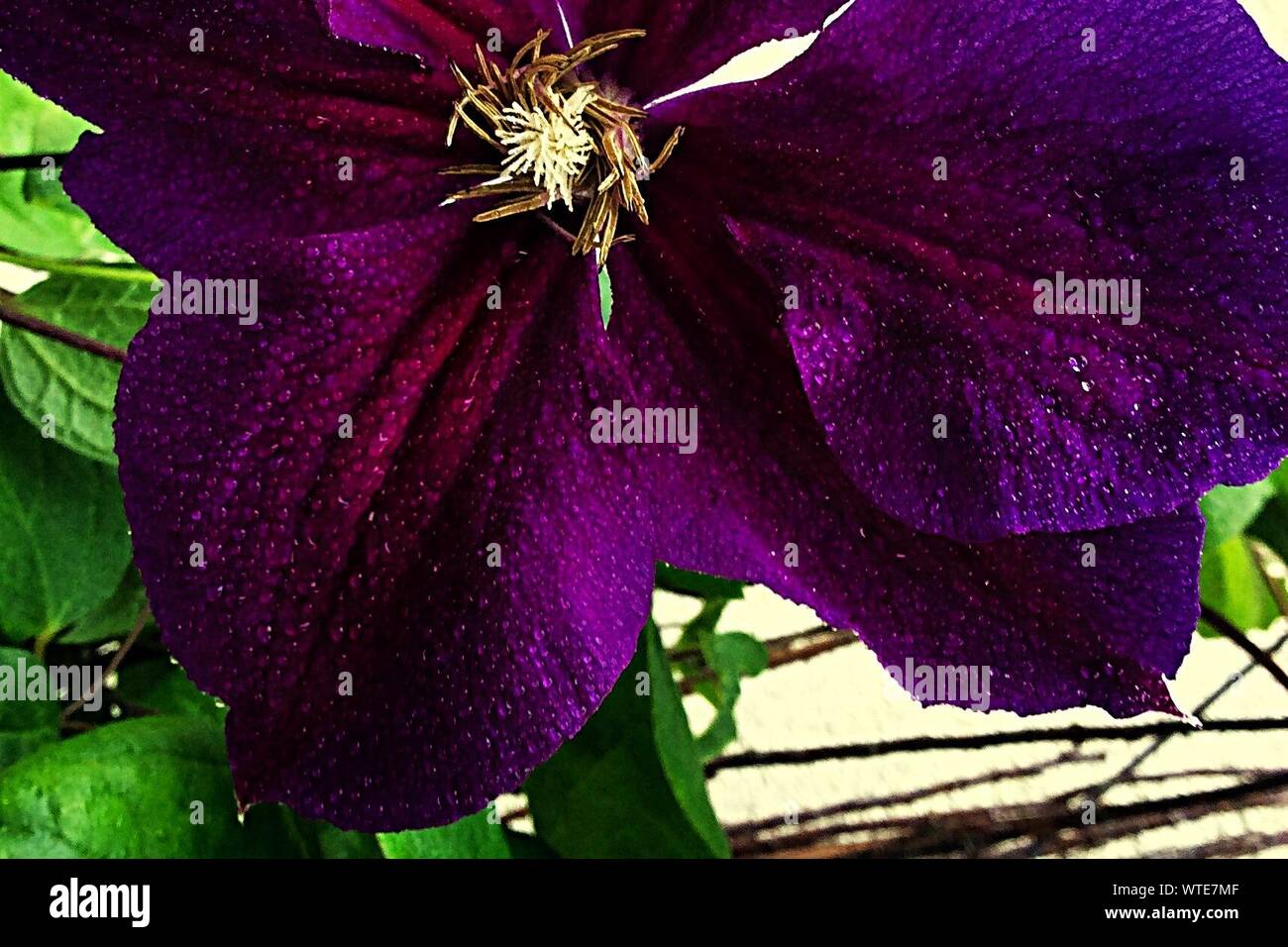 Close-up Of Purple Flower Bloomed In Yard Stock Photo