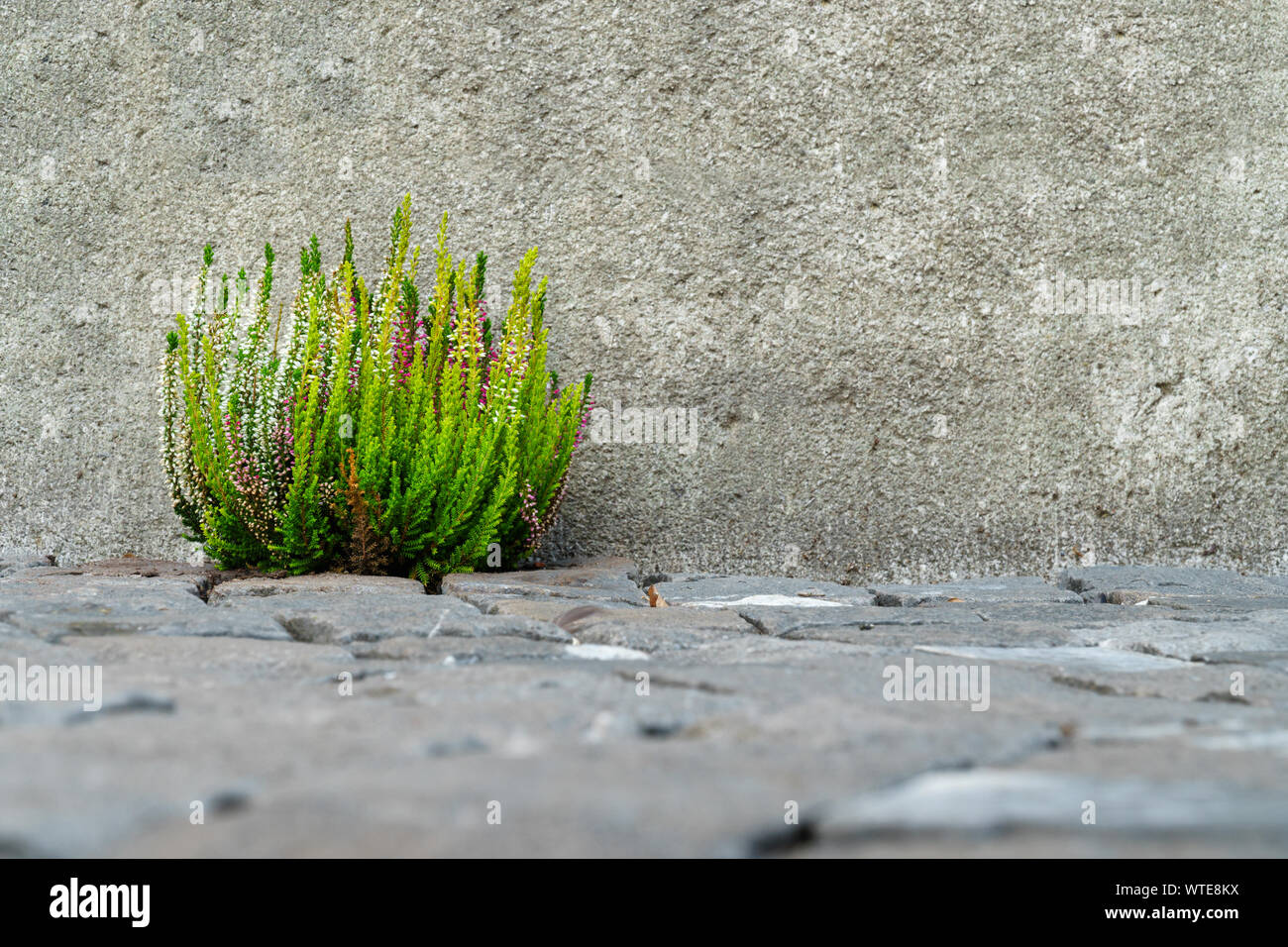 Vibrant green bush of heather with pink and white blossoms in front of a textured gray stone wall and cobblestones in blurred foreground - low angle v Stock Photo