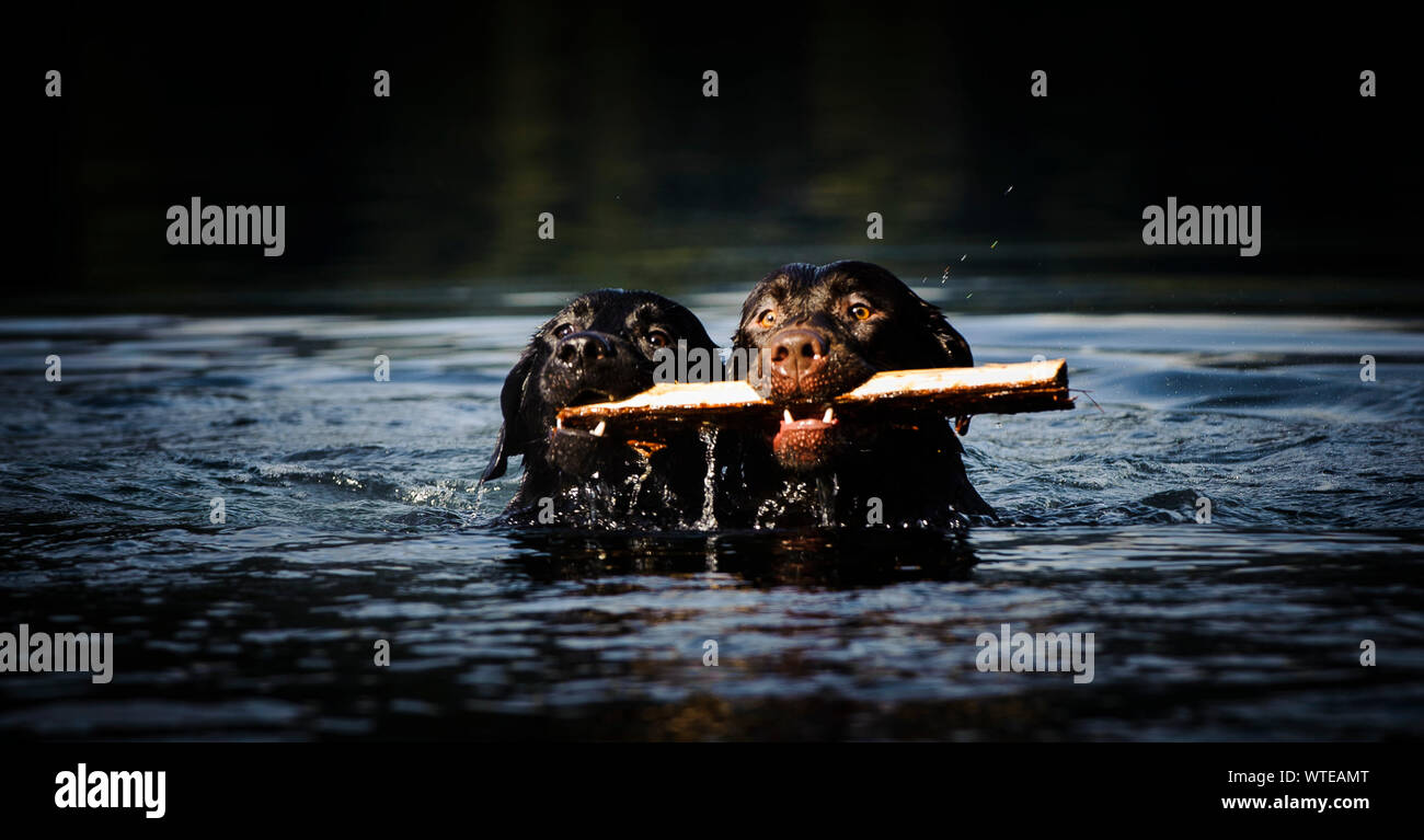 Labrador Retrievers Carrying Stick In Mouth While Swimming In Lake Stock Photo