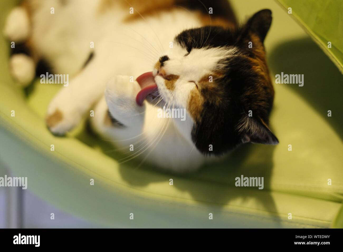 Cat licking leg hires stock photography and images Alamy