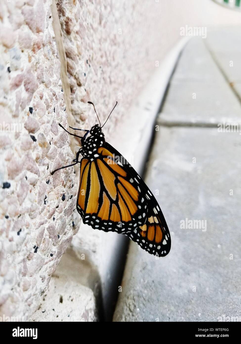 Close Up Of Butterfly Stock Photo Alamy