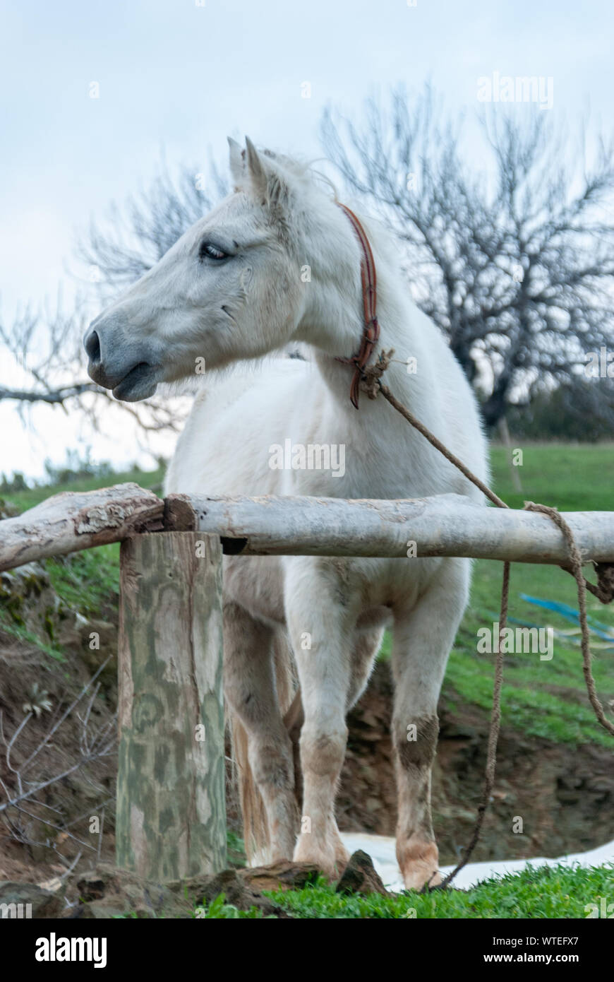 White Horse Tied To A Wood Rail. Horse looking her right. Selective